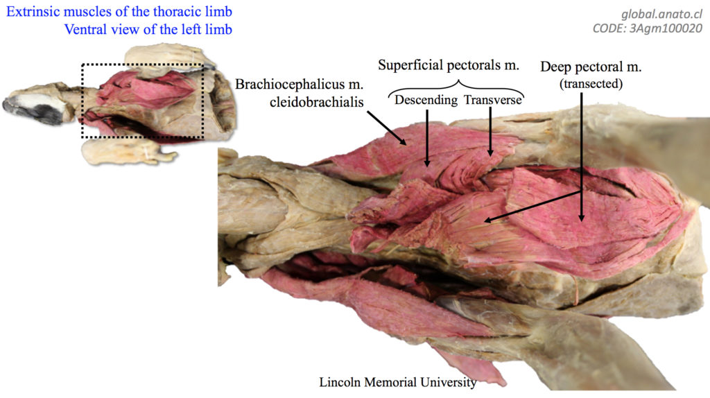 13-5 thoracic limb/ Mb. torácico « global.anato.cl