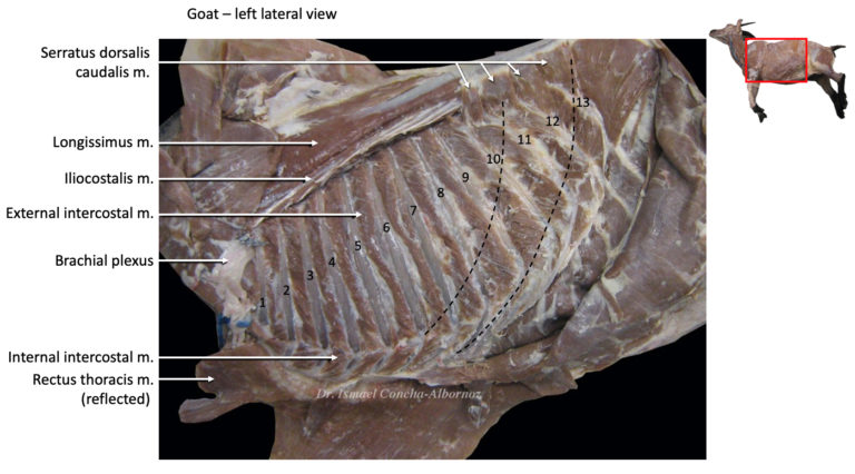 Goat Thorax Lateral view – global.anato.cl