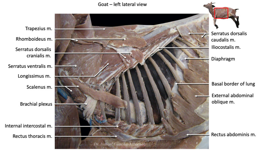 Goat Thorax window Lateral view – global.anato.cl